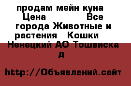 продам мейн куна › Цена ­ 15 000 - Все города Животные и растения » Кошки   . Ненецкий АО,Тошвиска д.